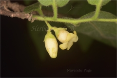 Diospyros cordifolia